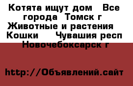 Котята ищут дом - Все города, Томск г. Животные и растения » Кошки   . Чувашия респ.,Новочебоксарск г.